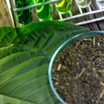 Top Kratom Strains for Energy, Focus, and Relaxation