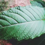 Cultivating Kratom: Important Elements Affecting Harvesting Schedules and Techniques