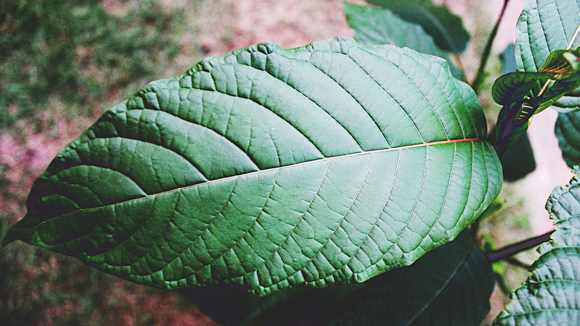 kratom harvesting